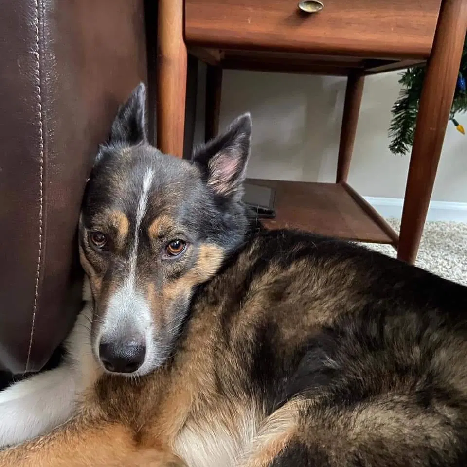 Lost dog in Pickerington, OH, 43147