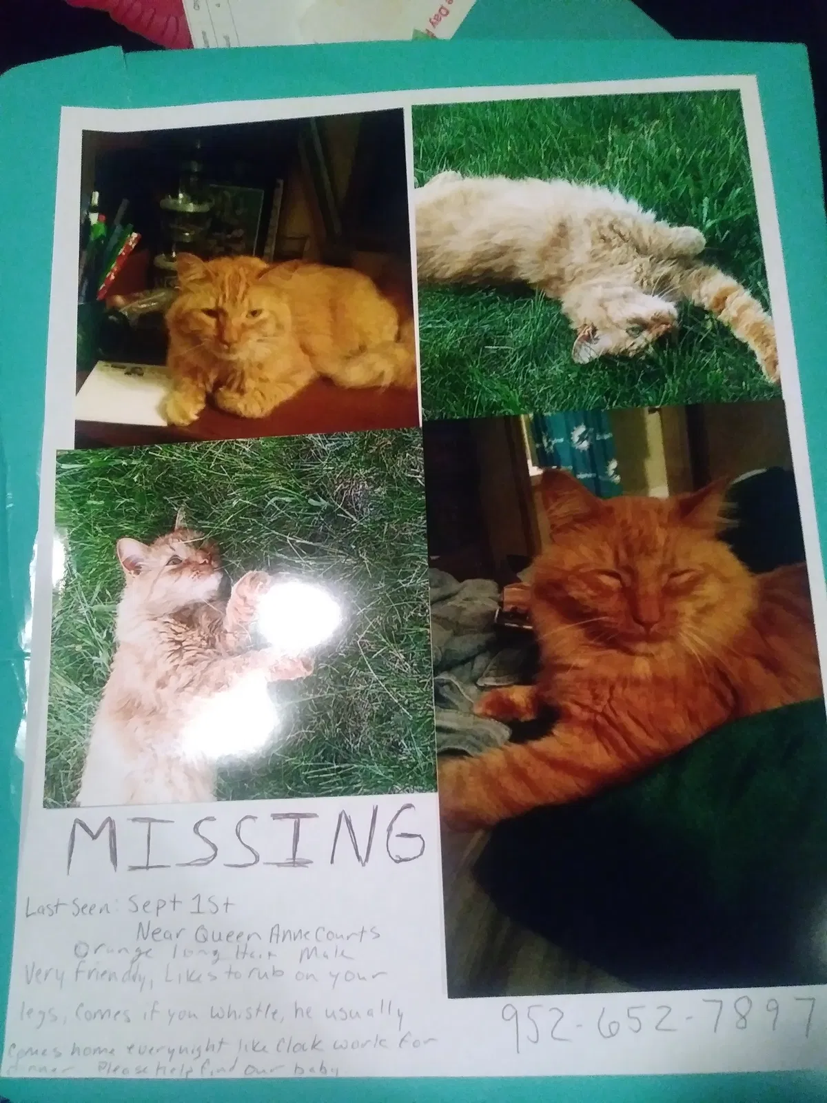 Lost cat in Lakeville, MN, 55044