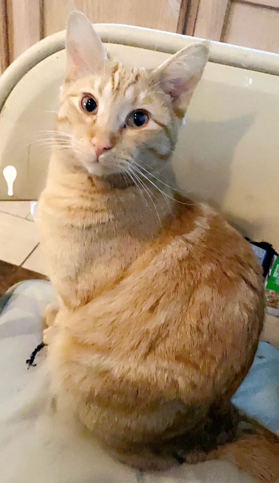 Lost cat in Prior Lake, MN, 55372