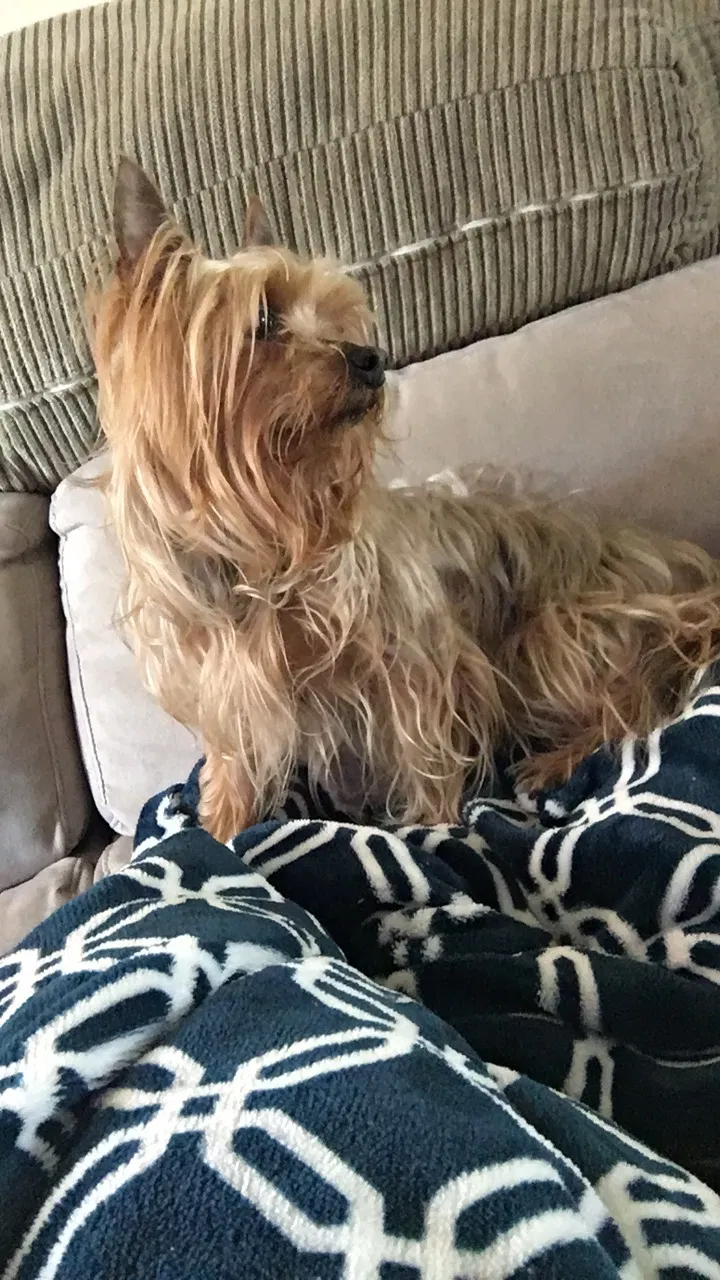 Lost dog in Jacksonville, NC, 28540