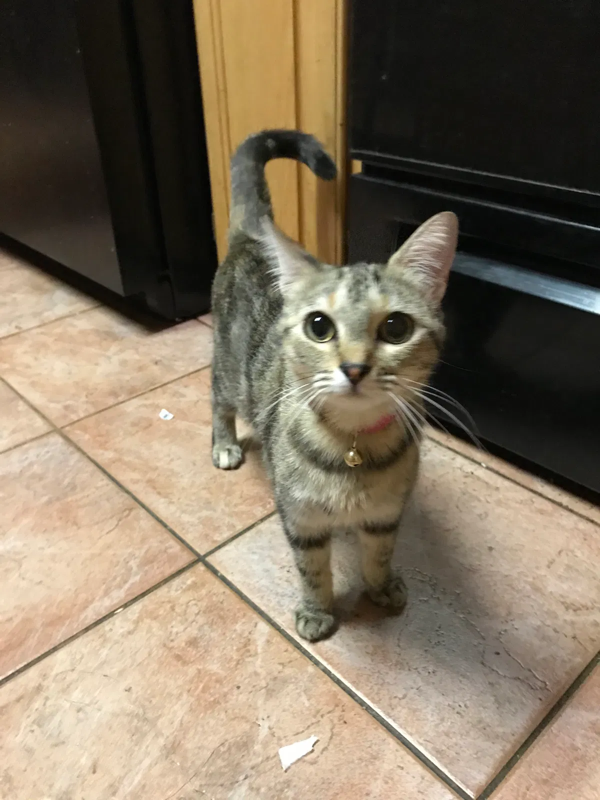 Lost cat in Hammond, LA, 70403