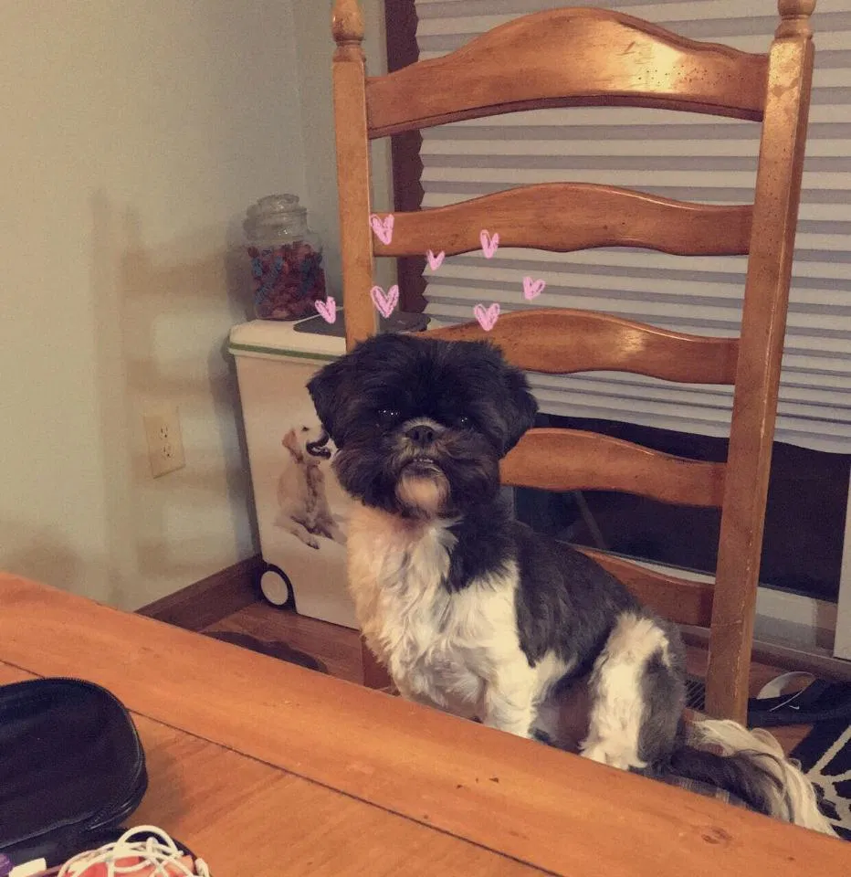 Lost dog in Hilliard, OH, 43026
