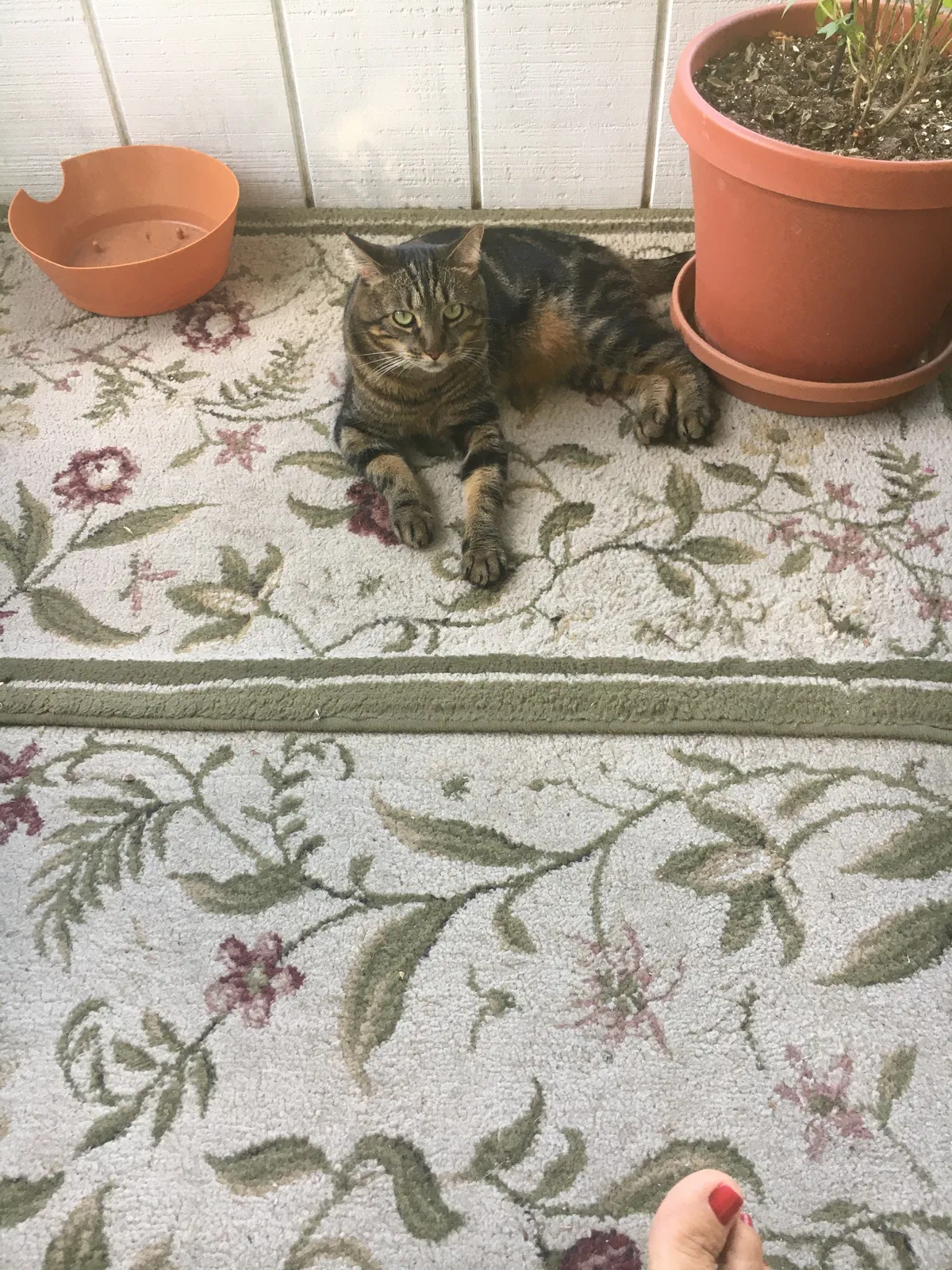 Lost cat in Oviedo, FL, 32765