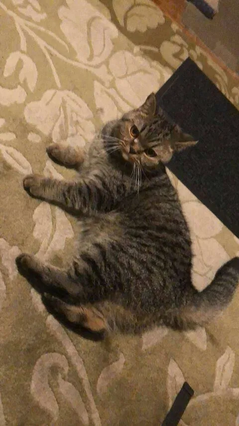 Lost cat in Chicago, IL, 60623