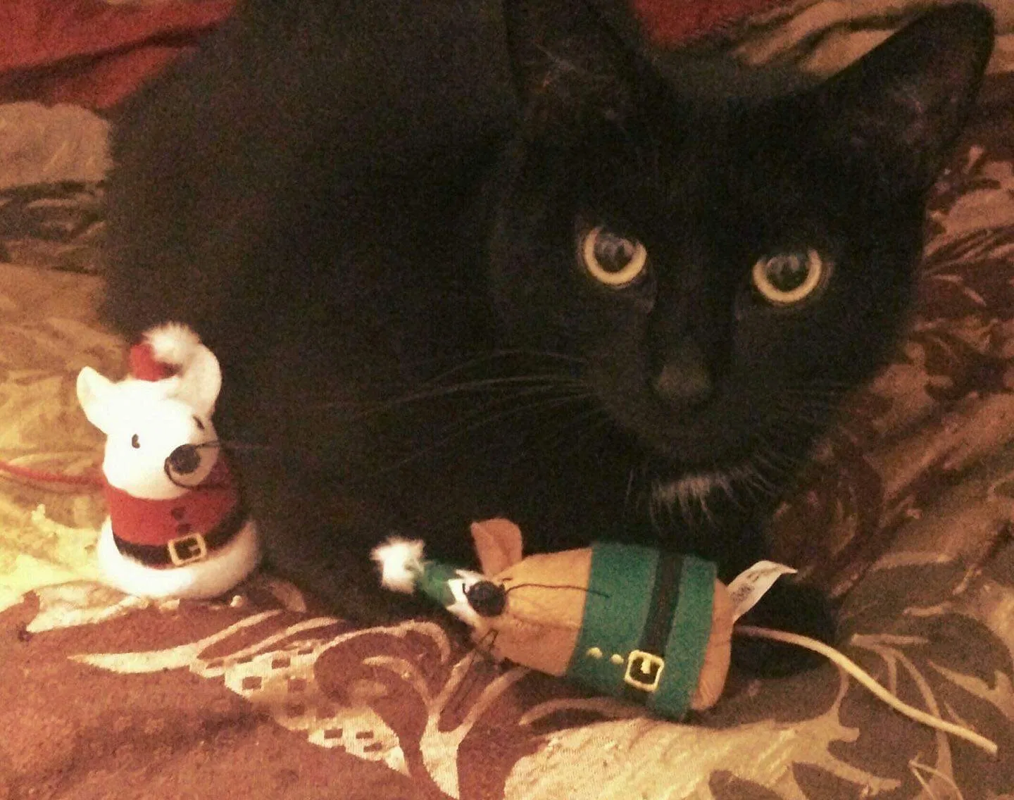 Lost cat in Plattsburgh, NY, 12901
