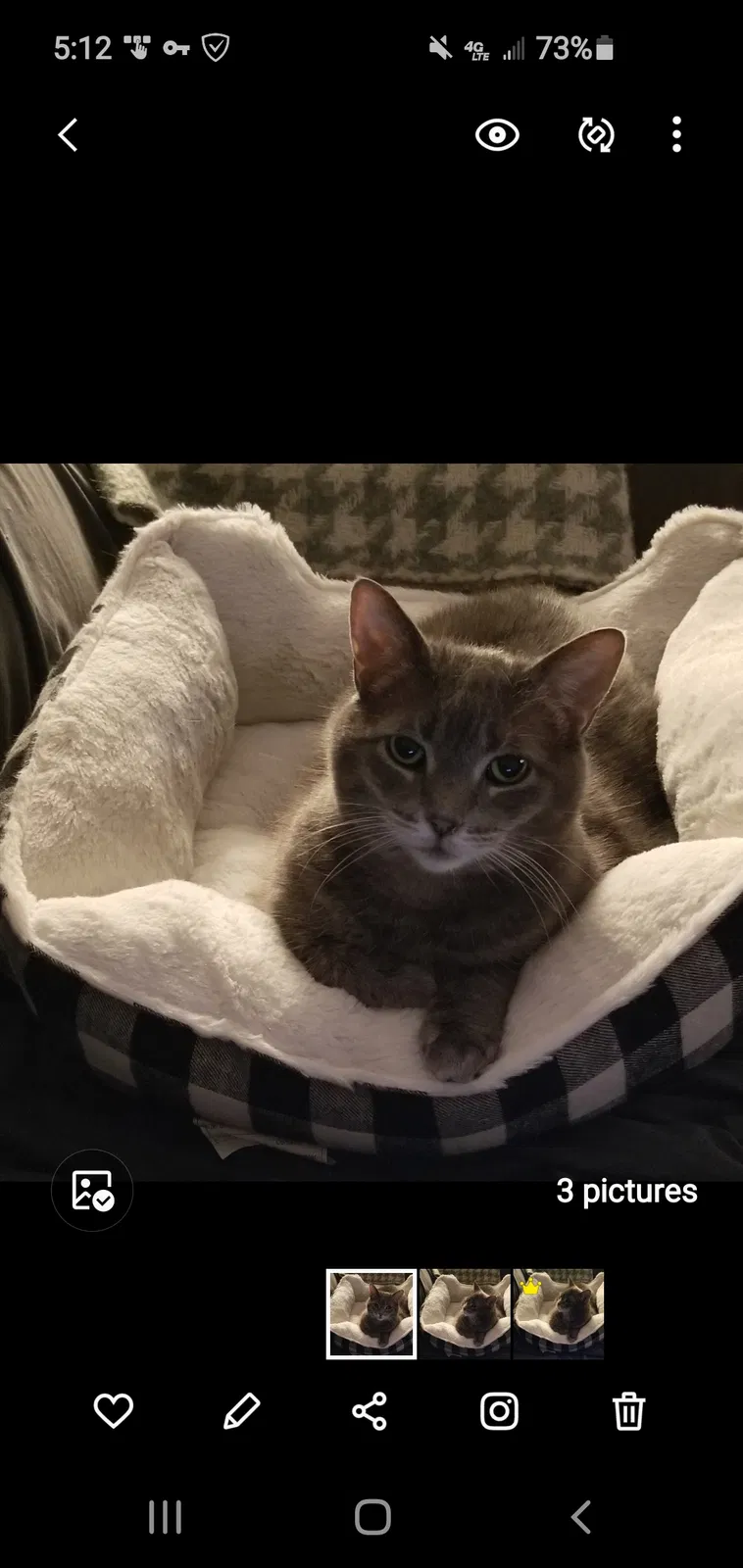 Lost cat in New Baltimore, MI, 48047