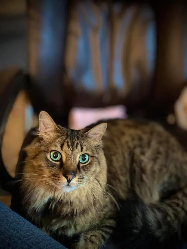 Lost cat in Chesapeake, VA, 23321