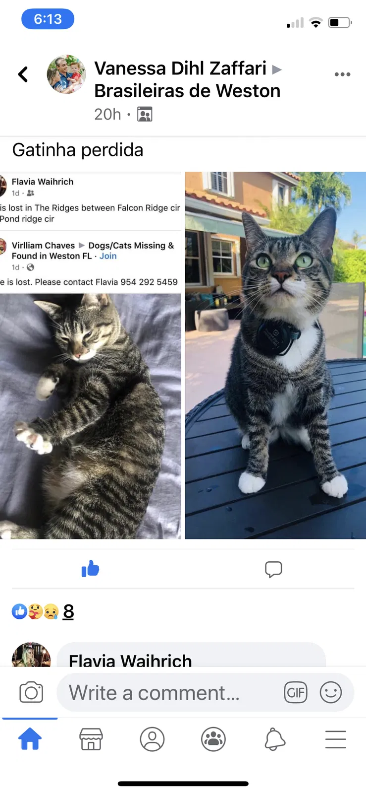 Lost cat in Fort Lauderdale, FL, 33331