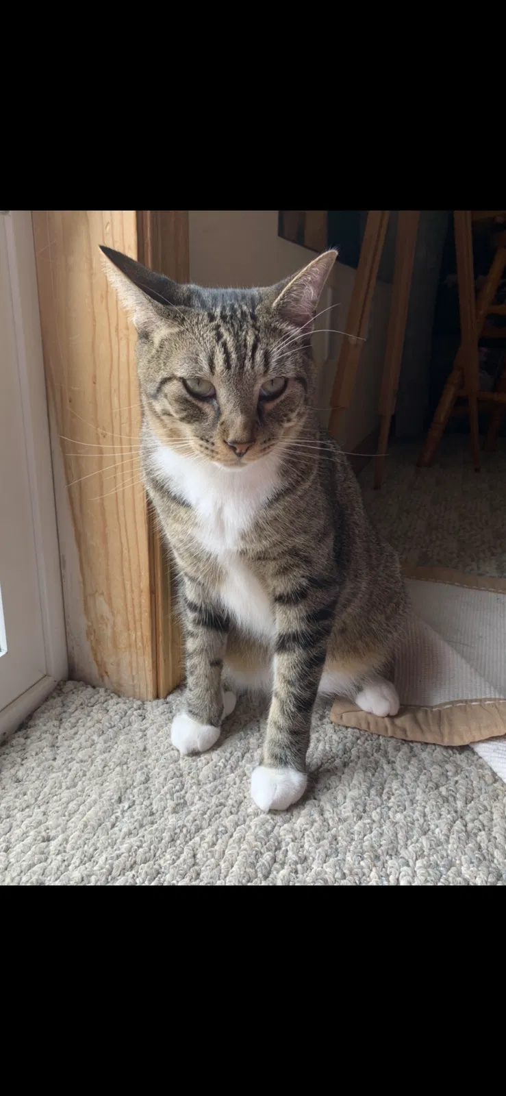 Lost cat in Farmington, MN, 55024