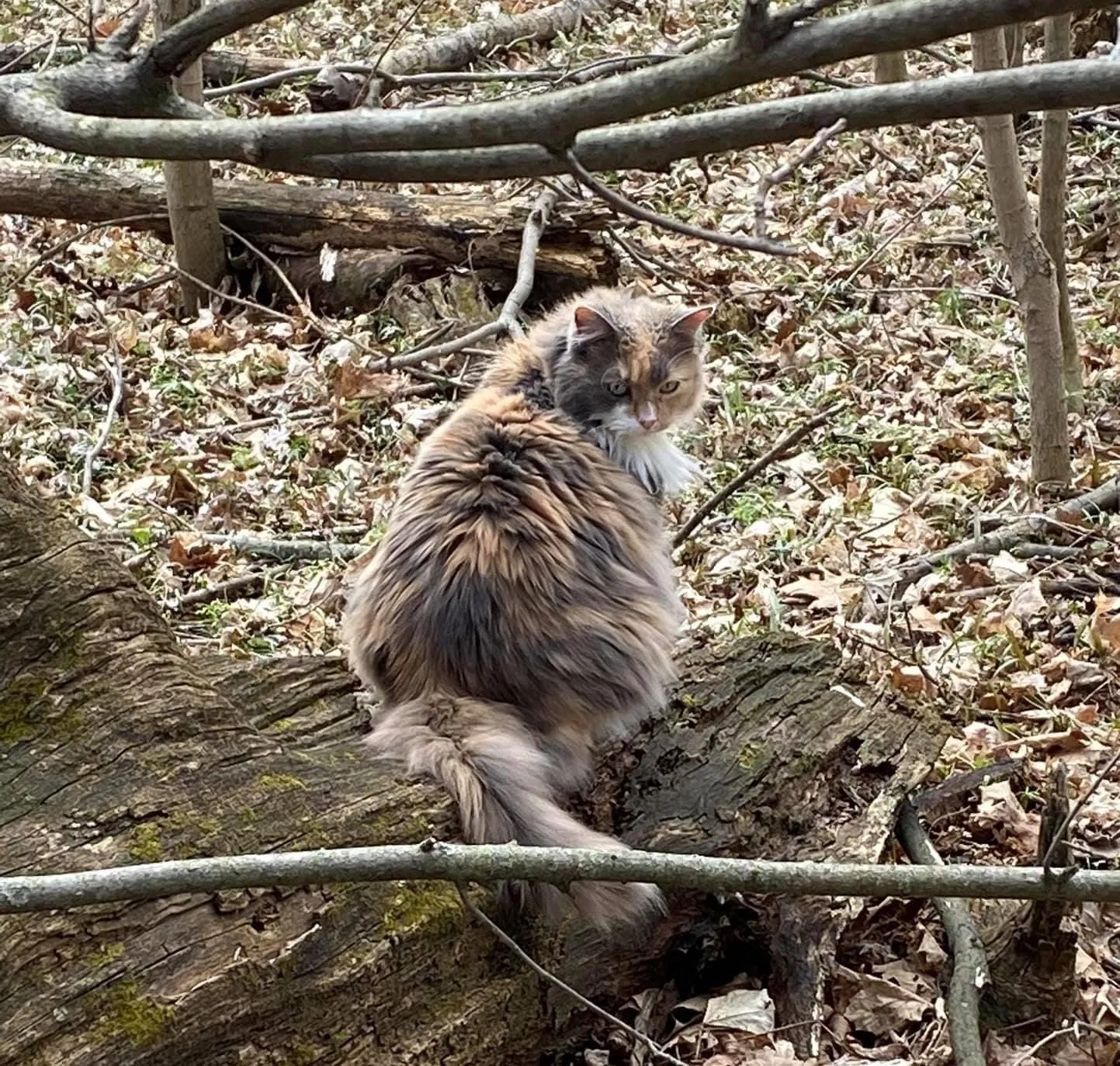 Lost cat in Sheridan, IN, 46069