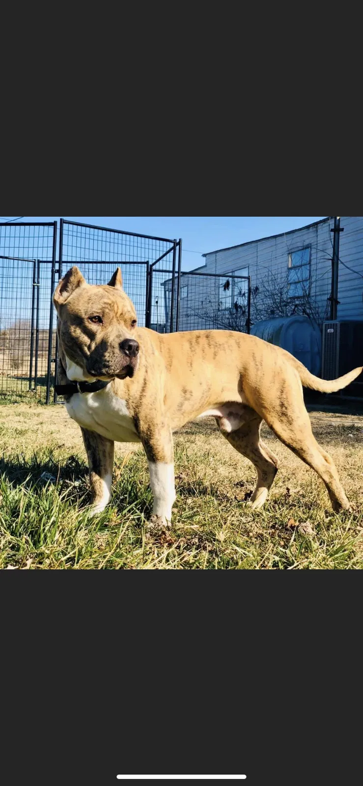 Lost dog in Richmond, VA, 23223