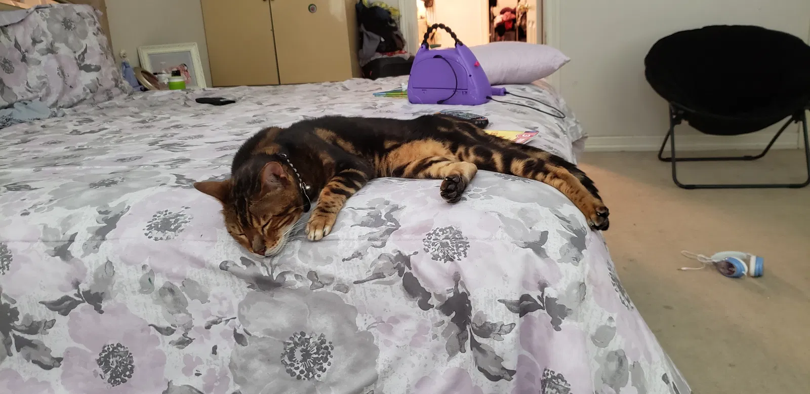 Lost cat in Houston, TX, 77040