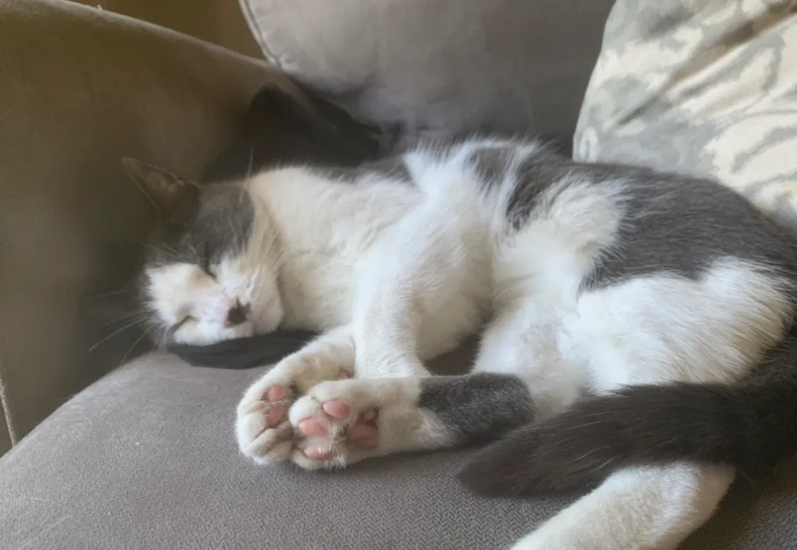 Lost cat in Grand Rapids, MI, 49508
