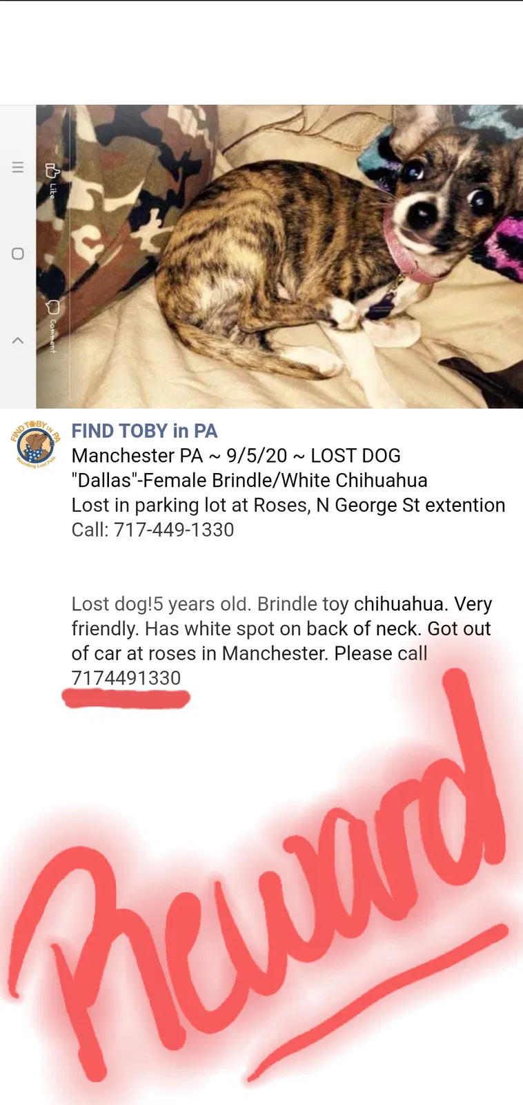 Lost dog in Manchester, PA, 17345