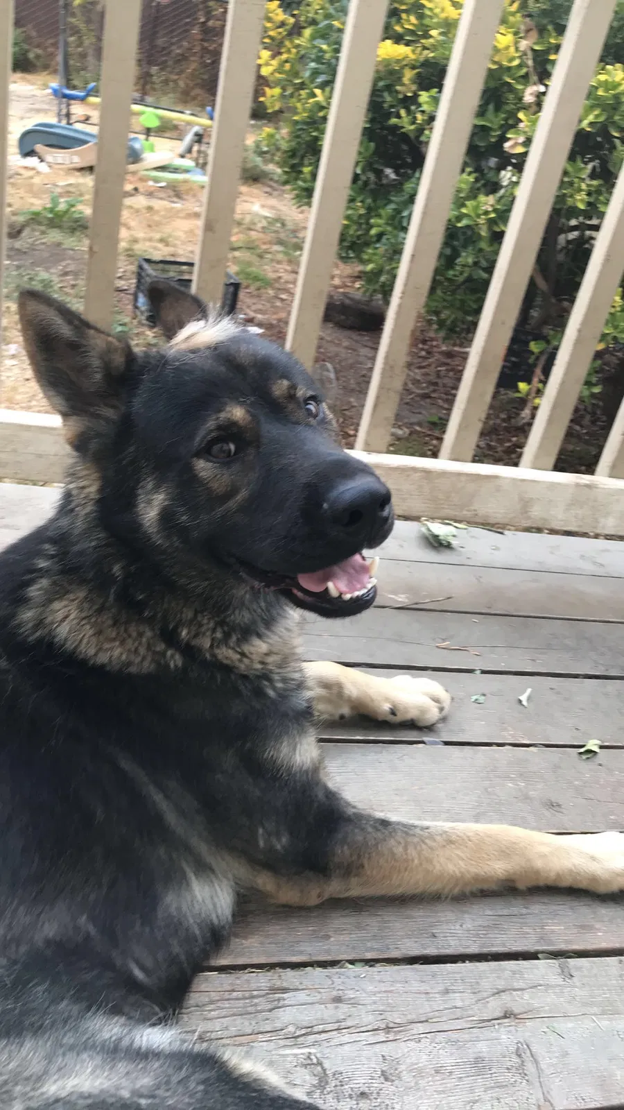 Lost dog in Oakland, CA, 94603
