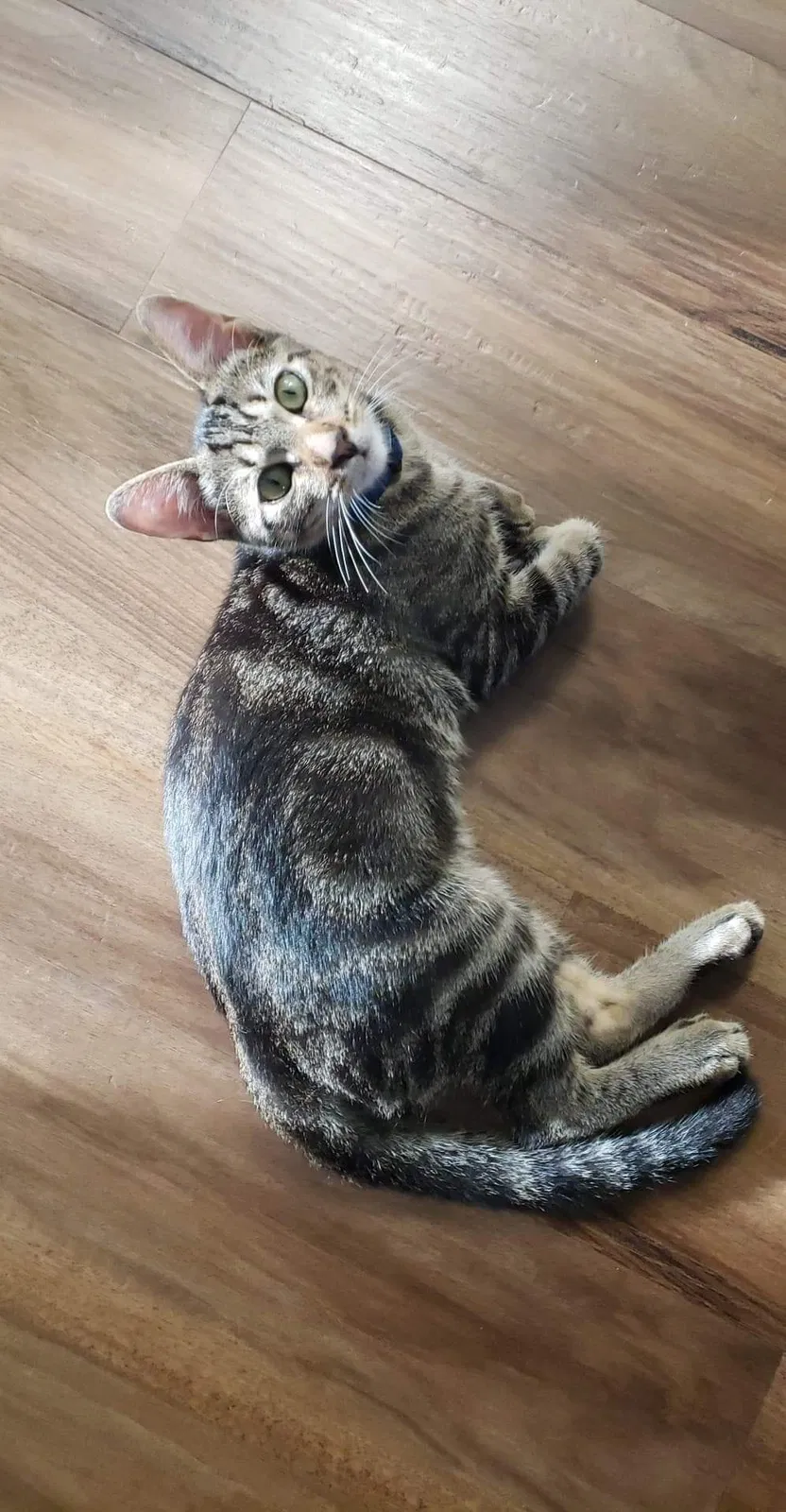 Lost cat in Tampa, FL, 33619