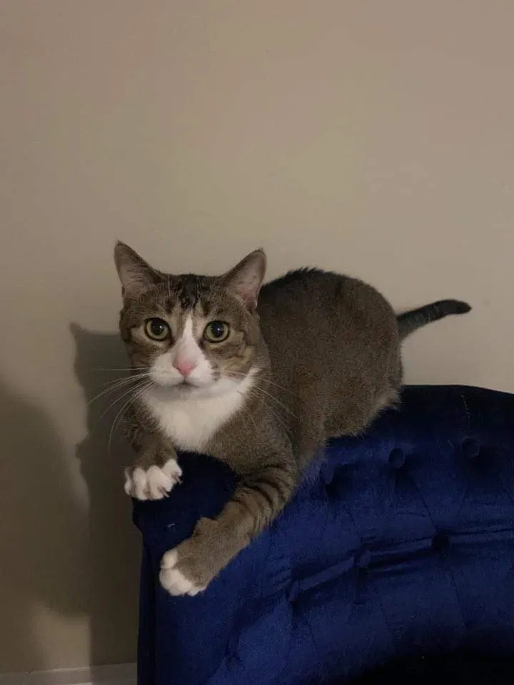 Lost cat in Bensenville, IL, 60106