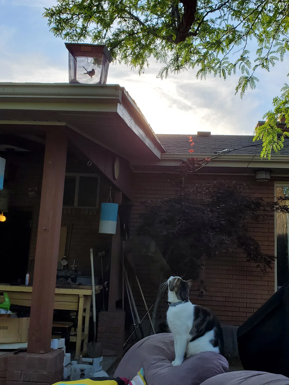 Lost cat in Orem, UT, 84097