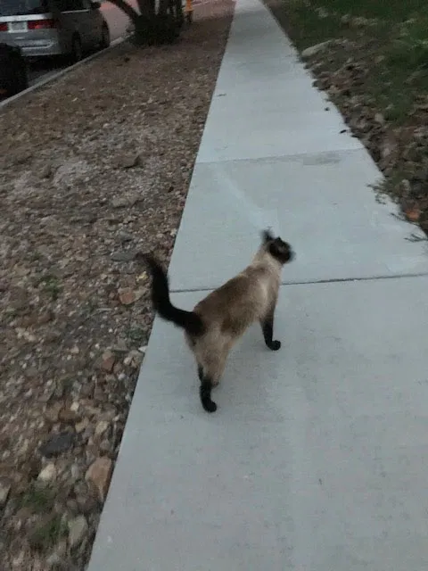 Lost cat in Colorado Springs, CO, 80905