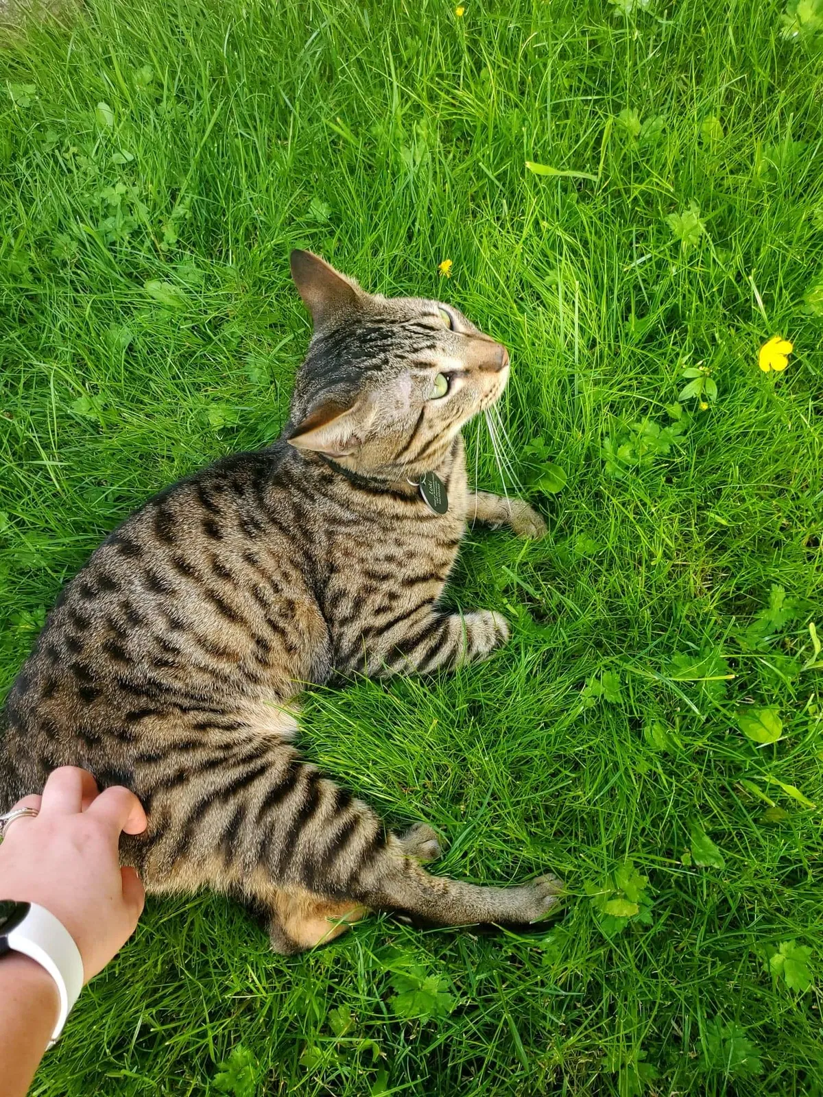 Lost cat in Bremerton, WA, 98311