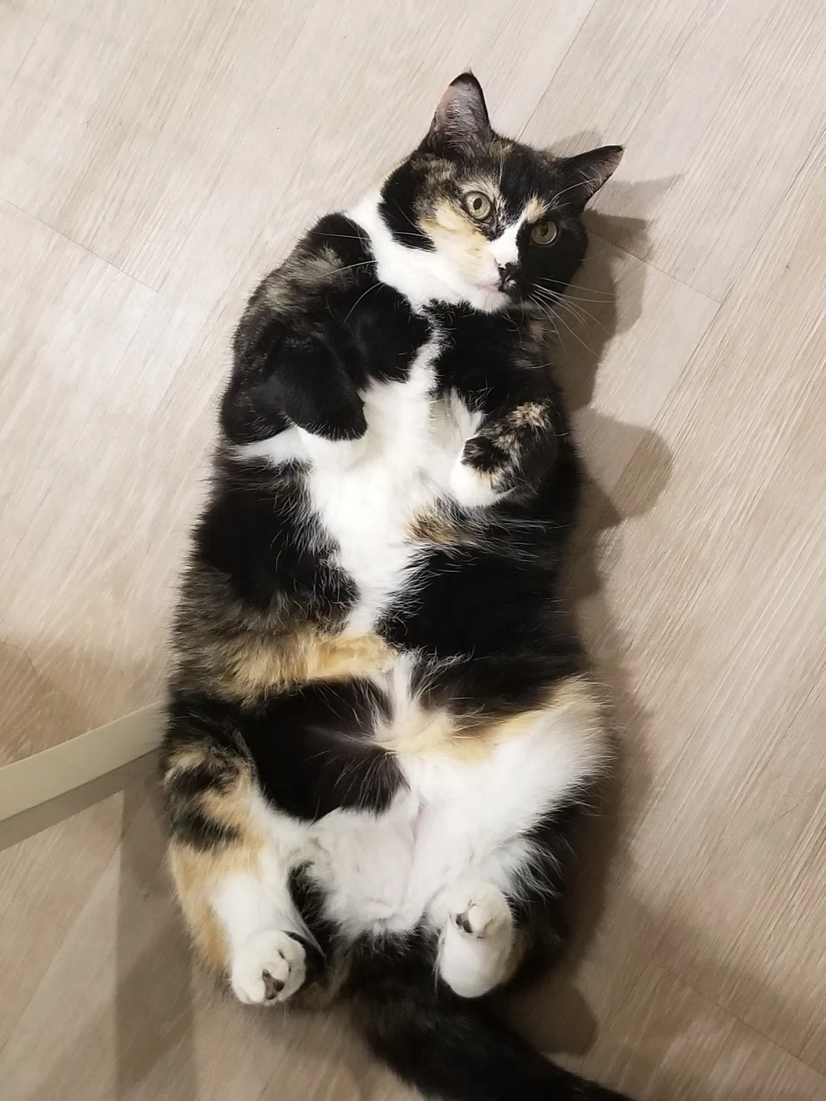 Lost cat in Santa Maria, CA, 93455