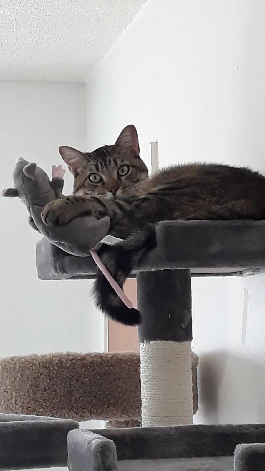 Lost cat in Colorado Springs, CO, 80911