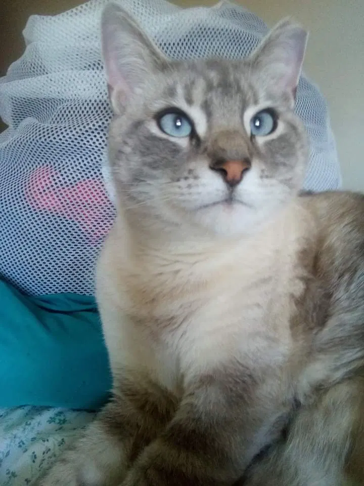 Lost cat in York, PA, 17402