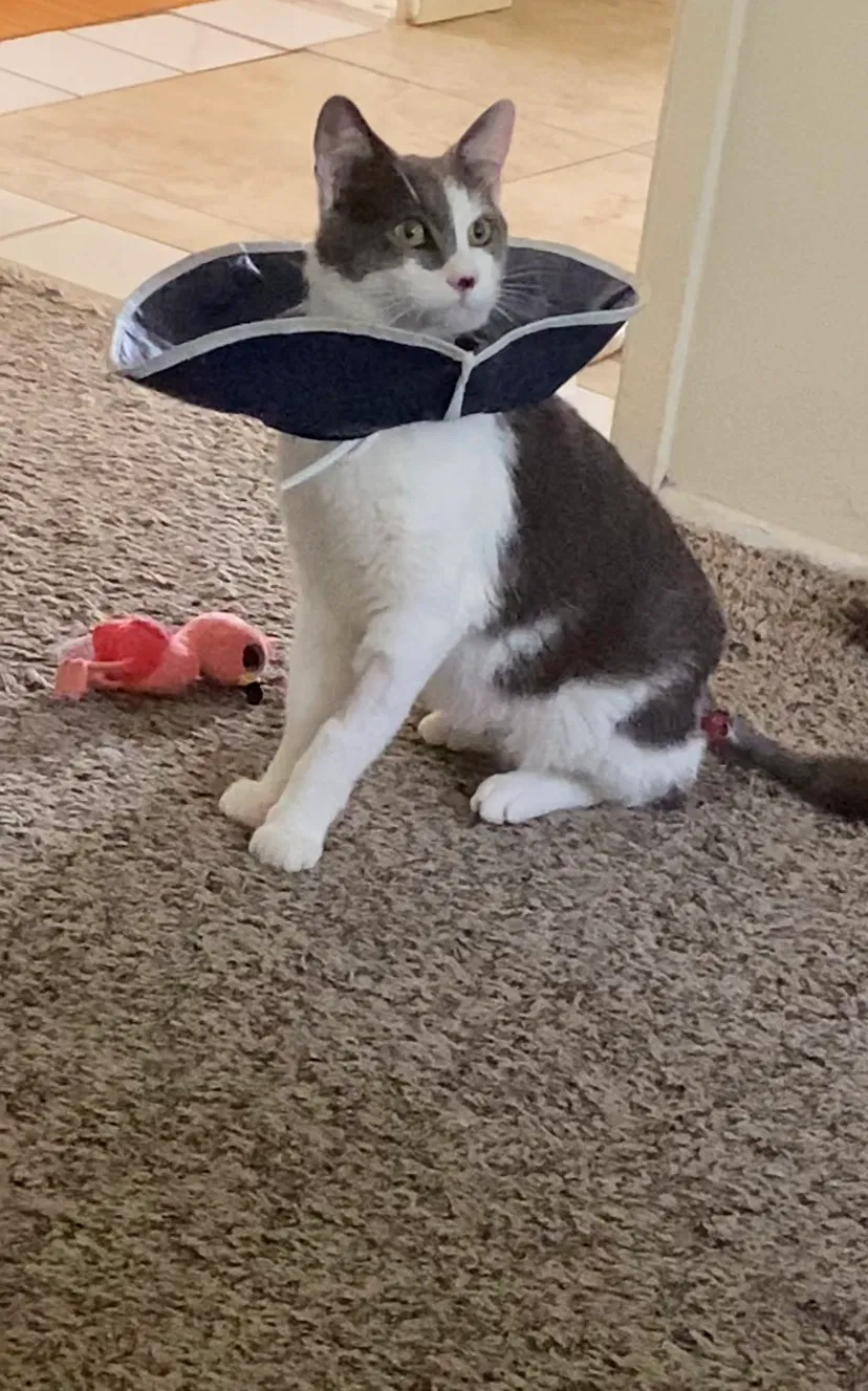 Lost cat in San Diego, CA, 92114