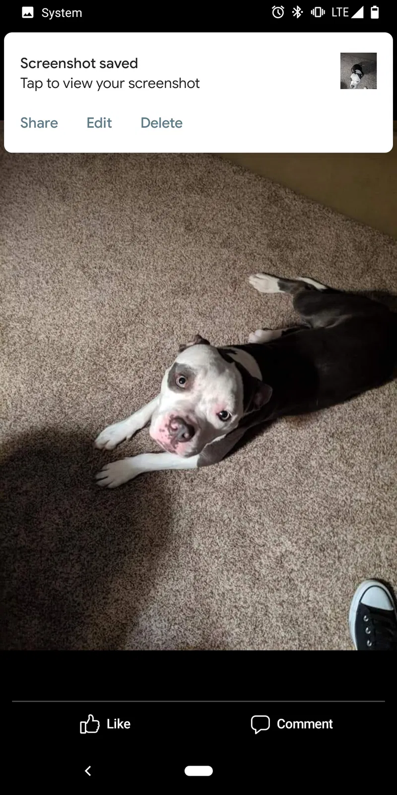 Lost dog in York, PA, 17403