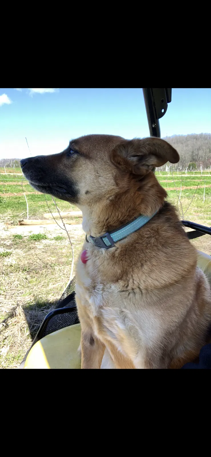 Lost dog in Hendersonville, NC, 28792