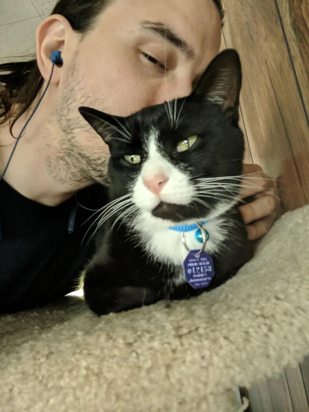 Lost cat in Fairborn, OH, 45324