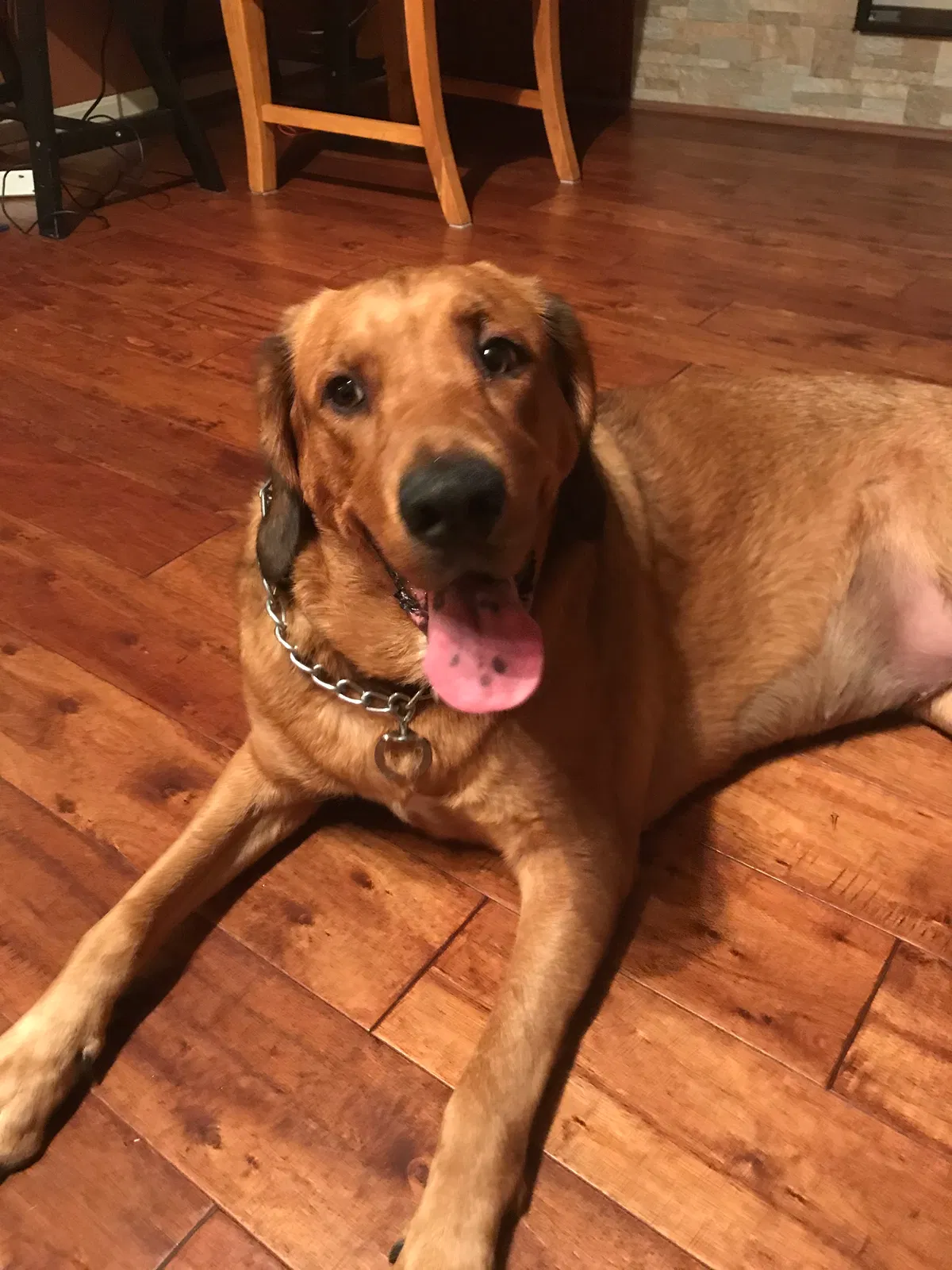 Found dog in Newport, KY, 41076