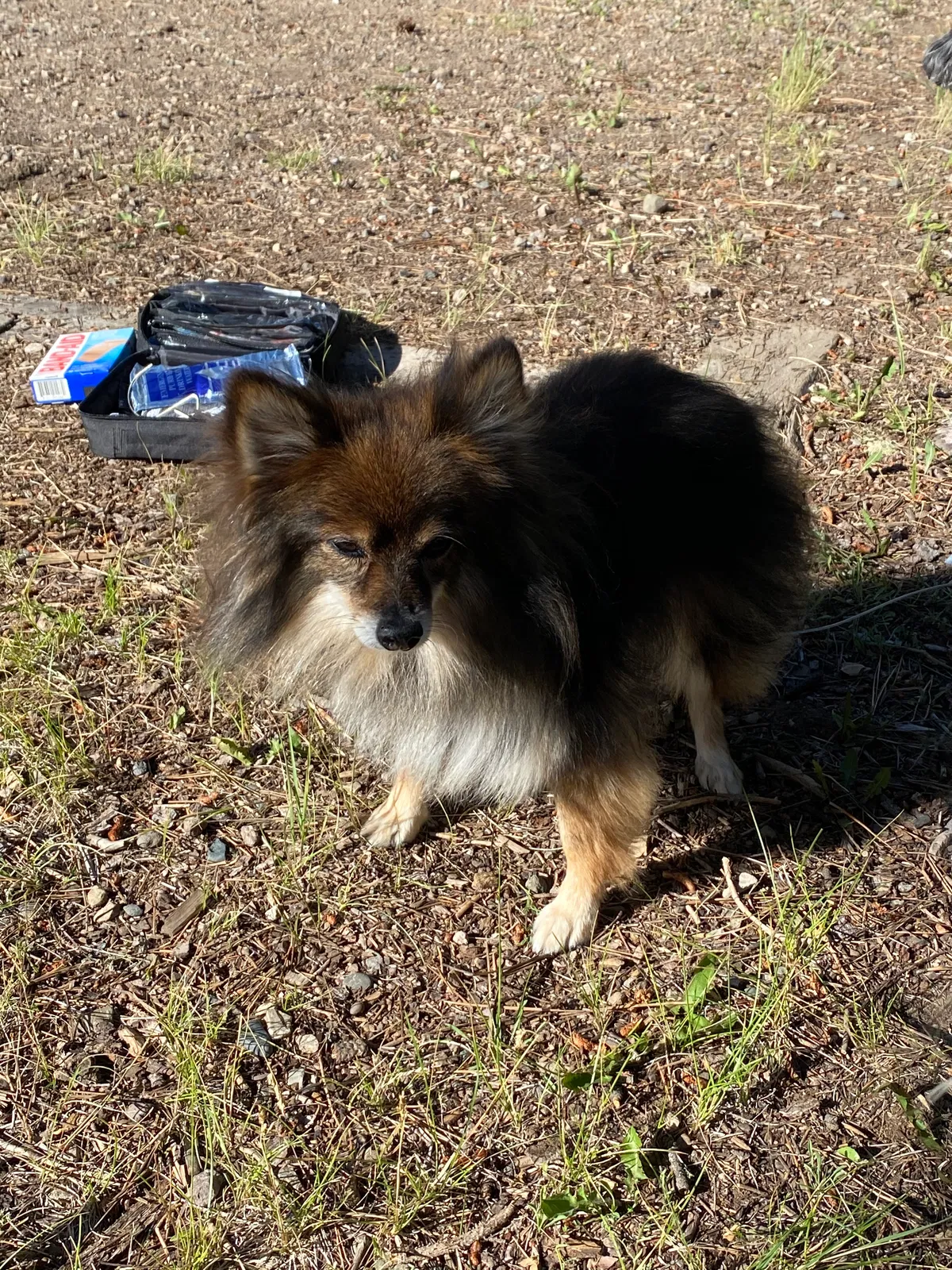 Lost dog in Unknown, CO, 82114