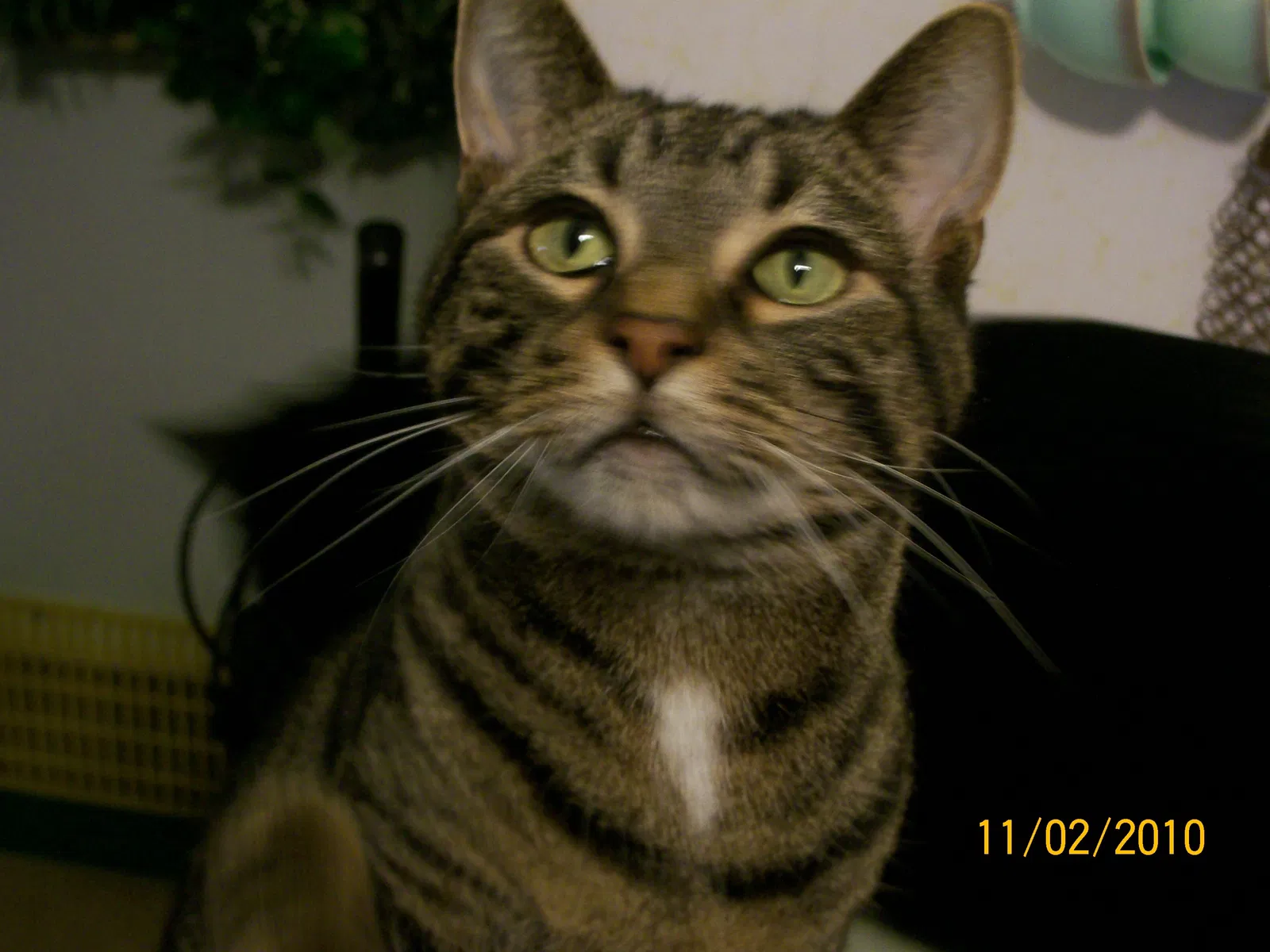 Lost cat in Milwaukee, WI, 53215
