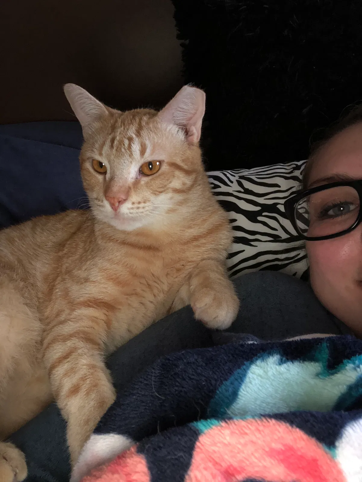Lost cat in Leland, NC, 28451
