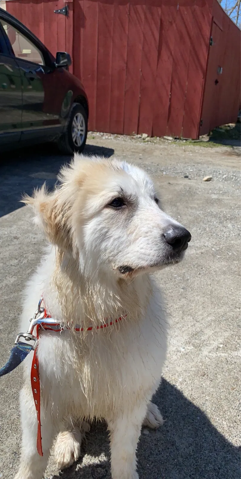 Lost dog in Poughkeepsie, NY, 12603