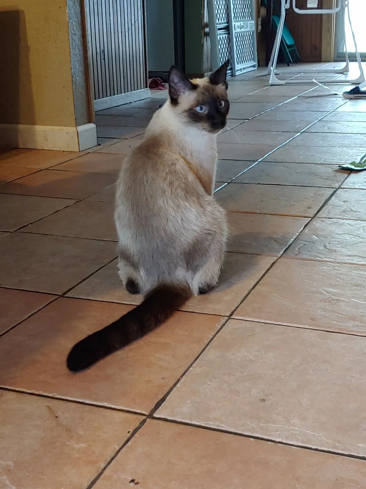 Lost cat in New Braunfels, TX, 78130