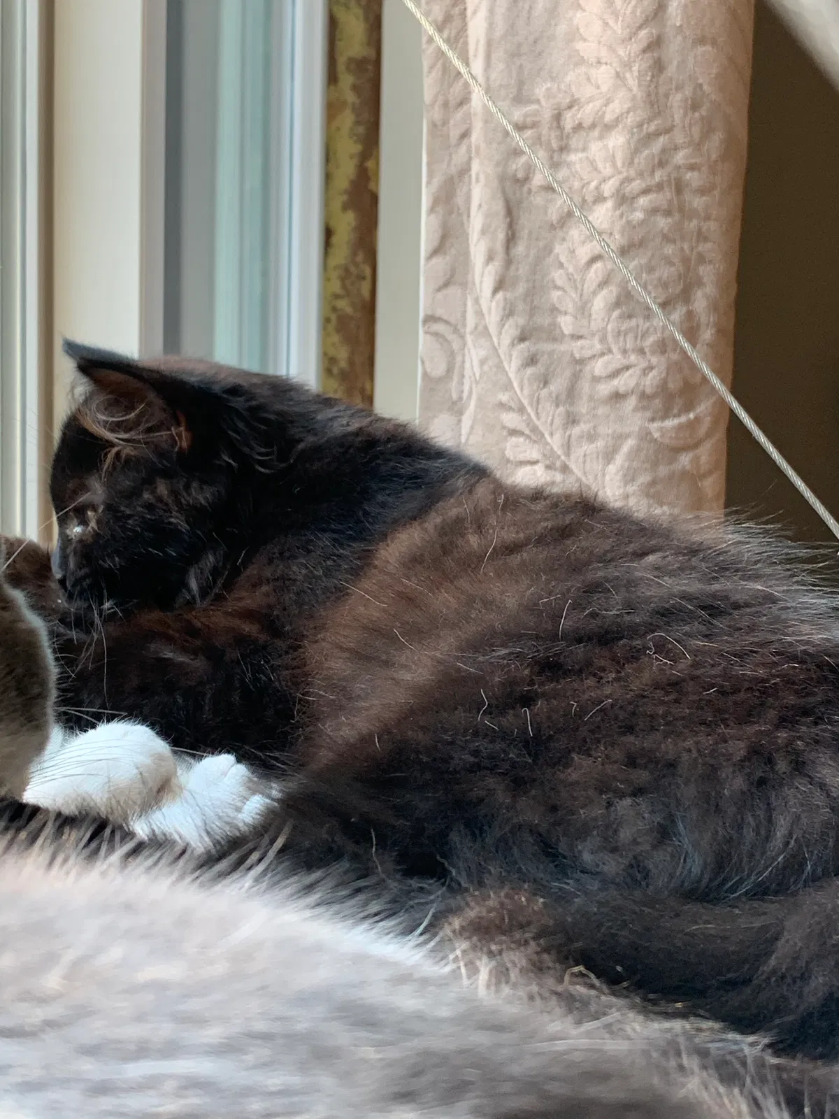 Lost cat in Fort Wayne, IN, 46835