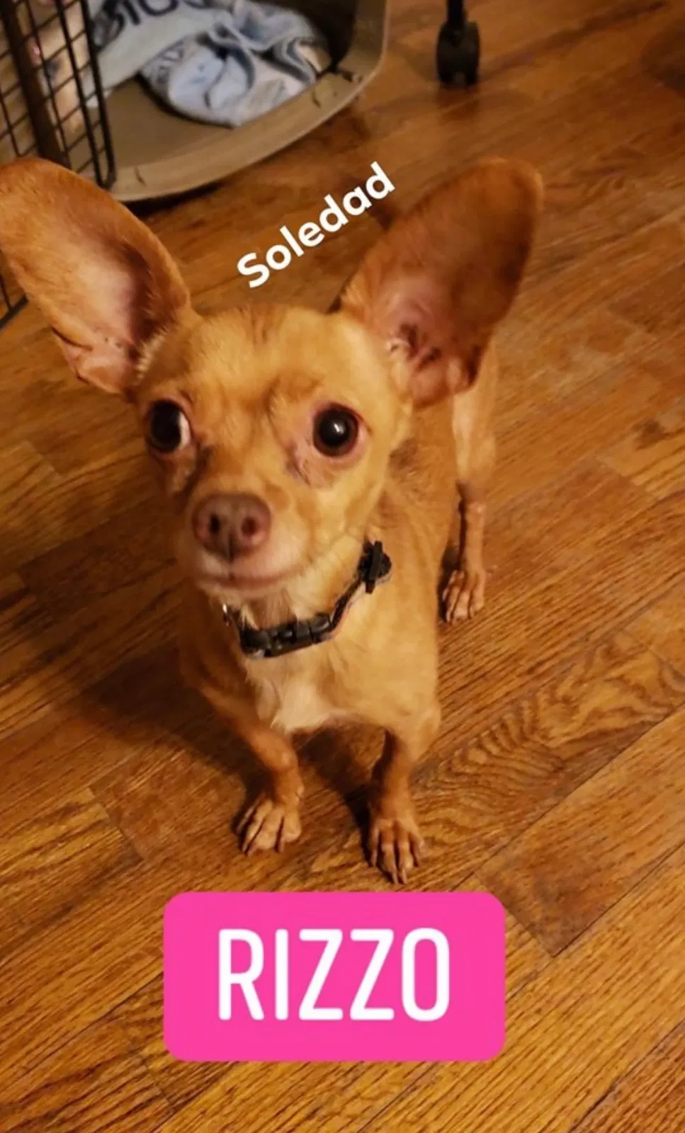 Lost dog in Denver, CO, 80223