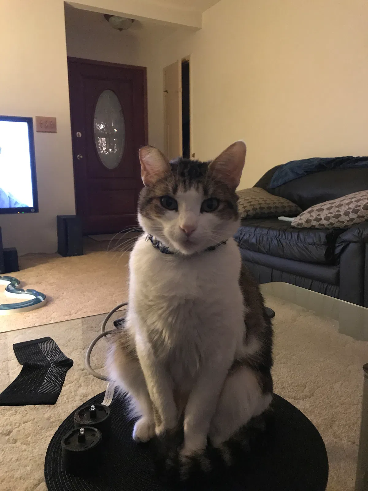 Lost cat in Spring Valley, CA, 91978