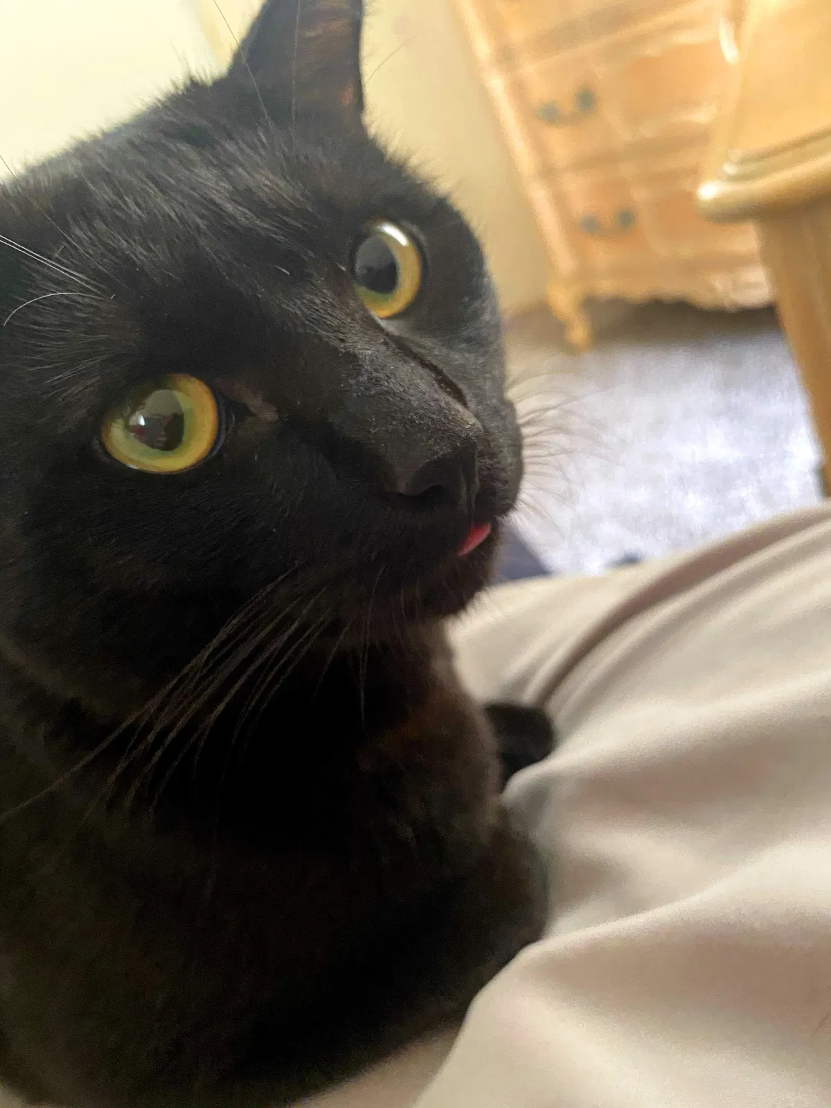 Lost cat in Winter Springs, FL, 32708