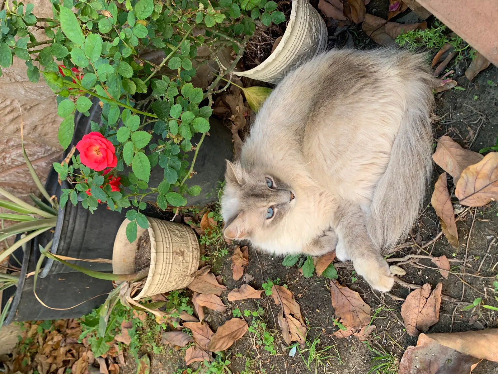 Lost cat in Fontana, CA, 92337