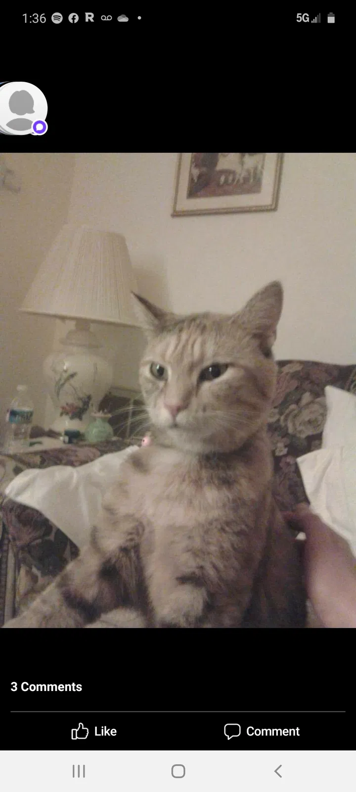 Lost cat in Austin, TX, 78703