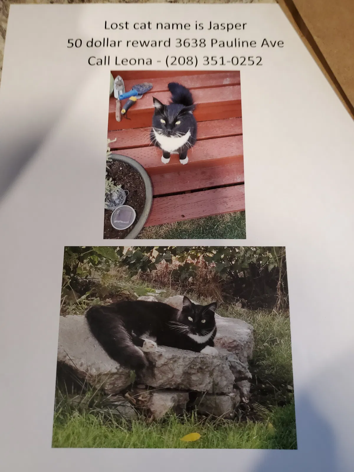 Lost cat in Idaho Falls, ID, 83401
