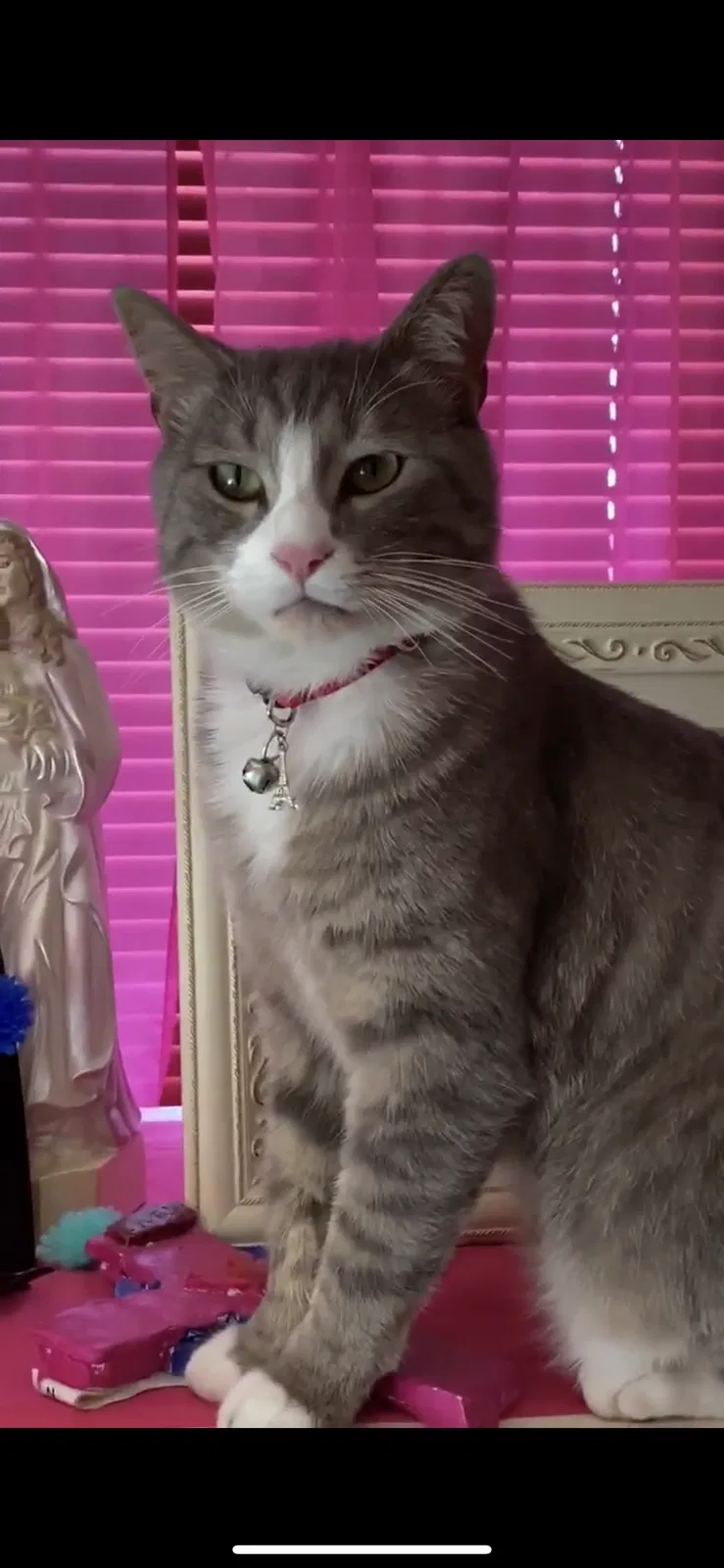 Lost cat in Loveland, CO, 80538