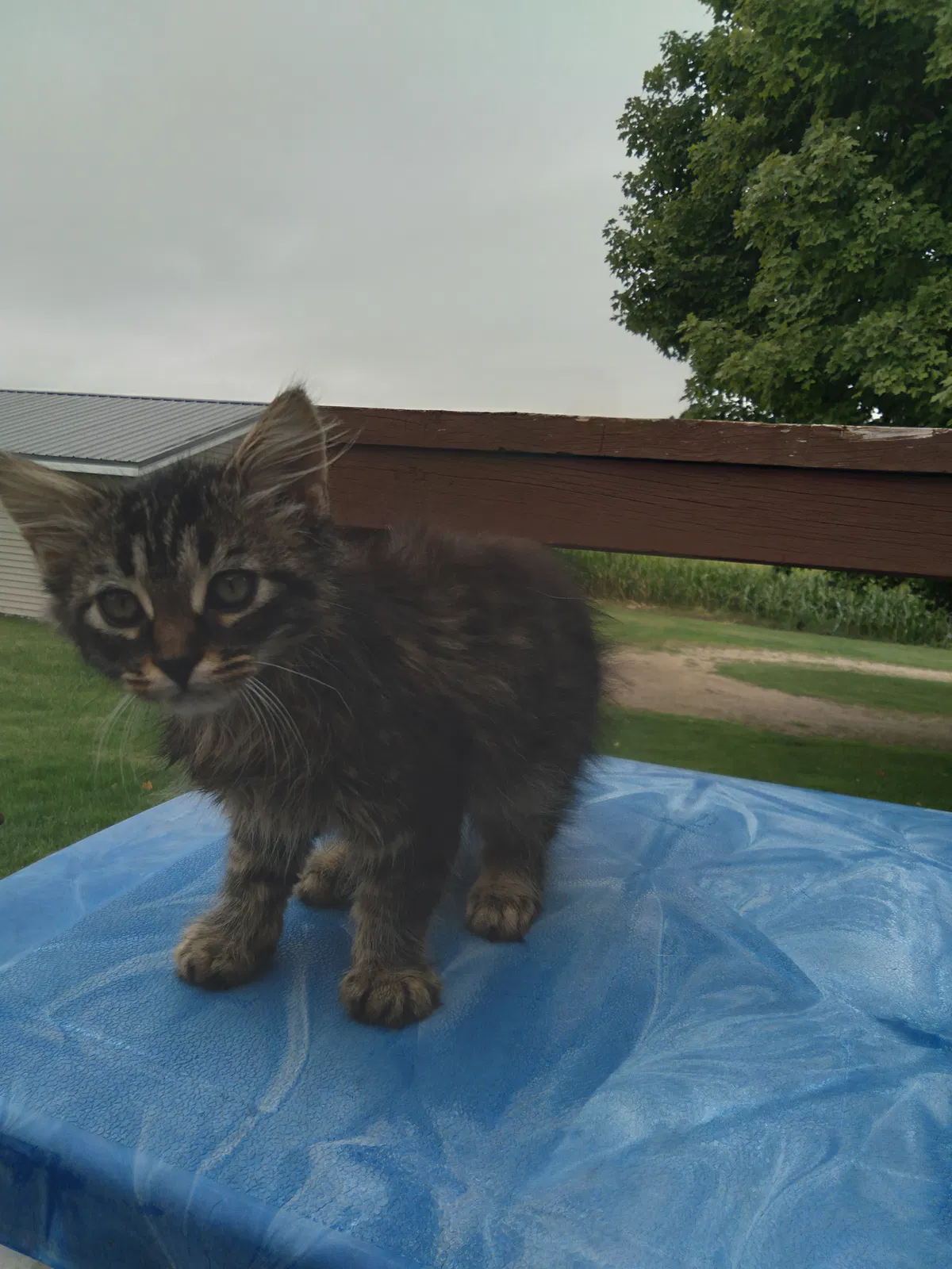 Found cat in Marcellus, MI, 49067