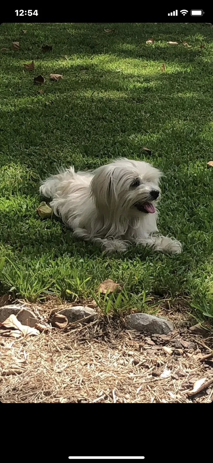 Lost dog in Duncanville, TX, 75137