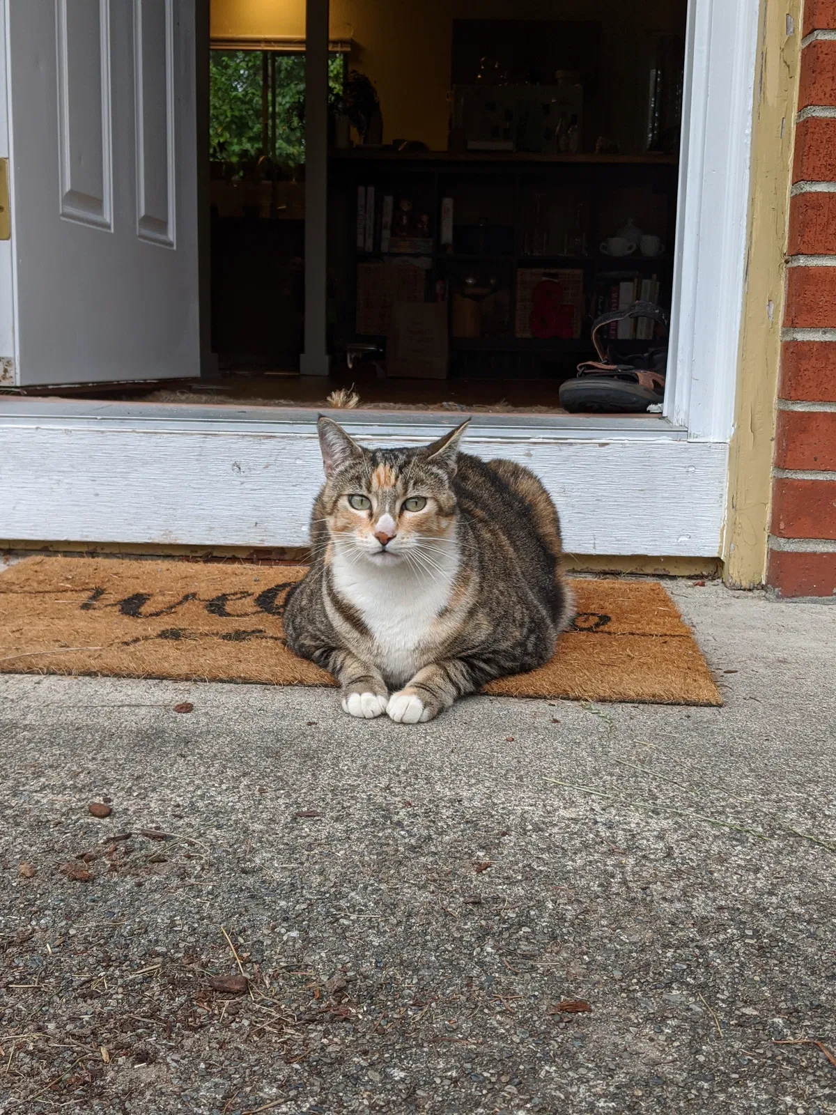 Lost cat in Bellevue, WA, 98007