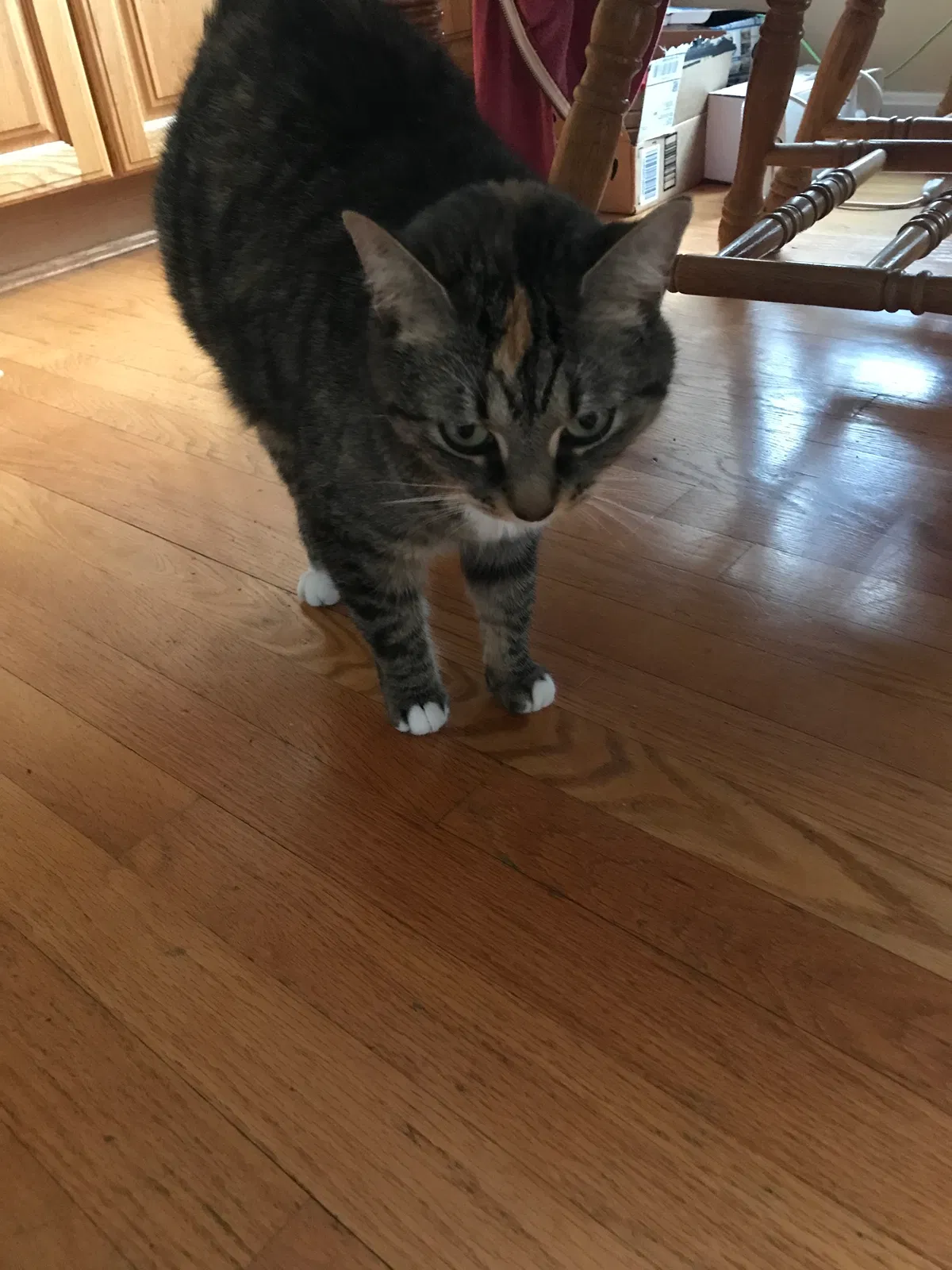 Lost cat in Loveland, OH, 45140