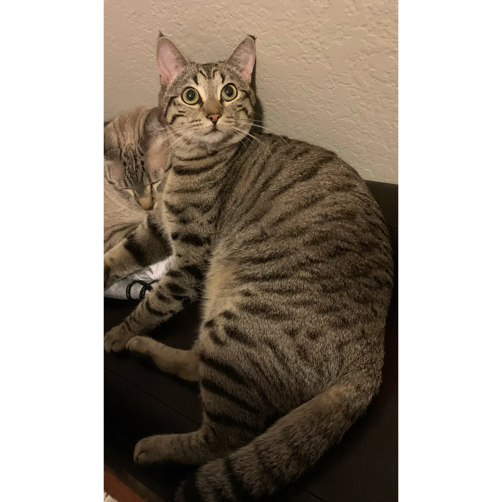 Lost cat in San Diego, CA, 92116